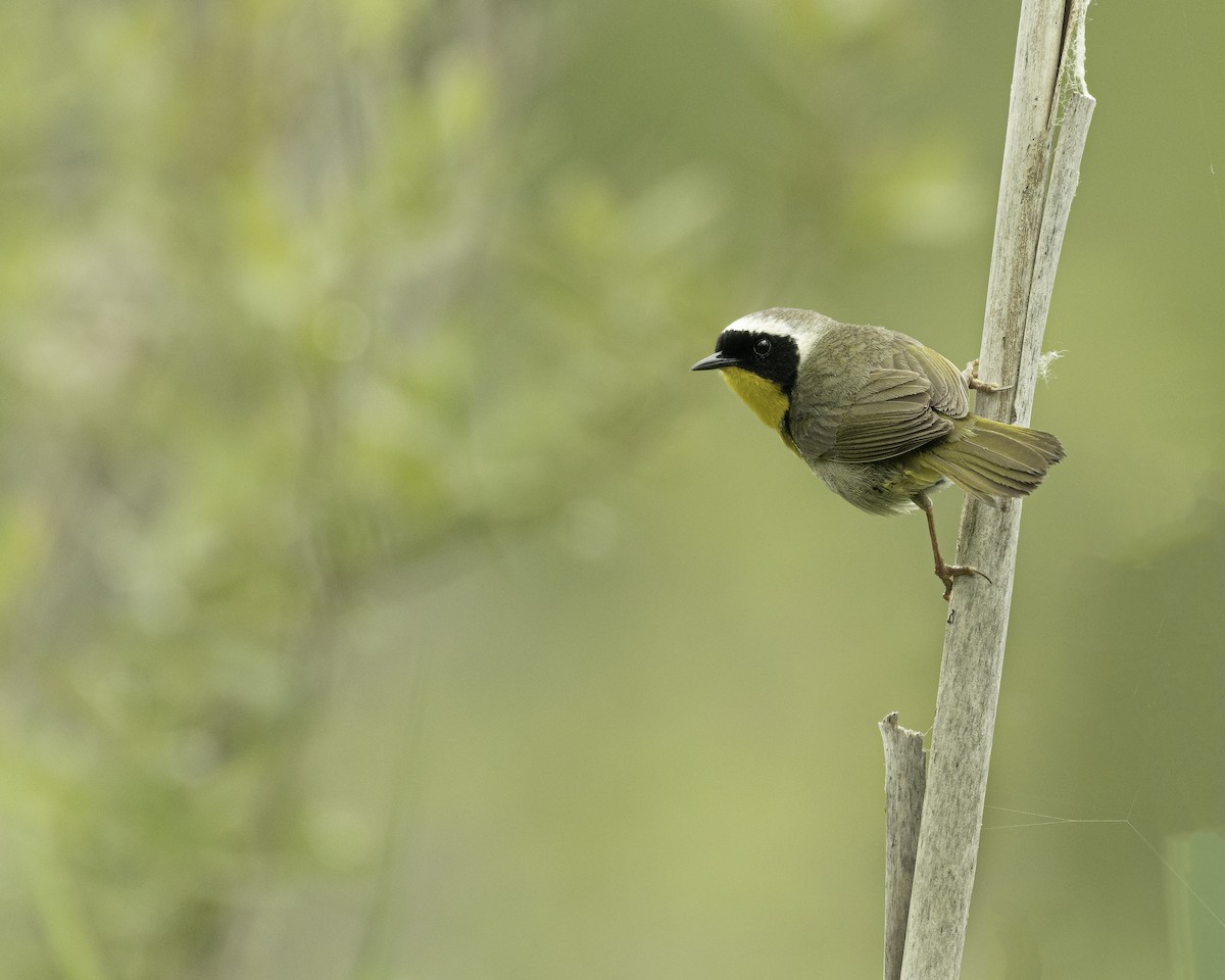 Paruline masquée - ML619905195