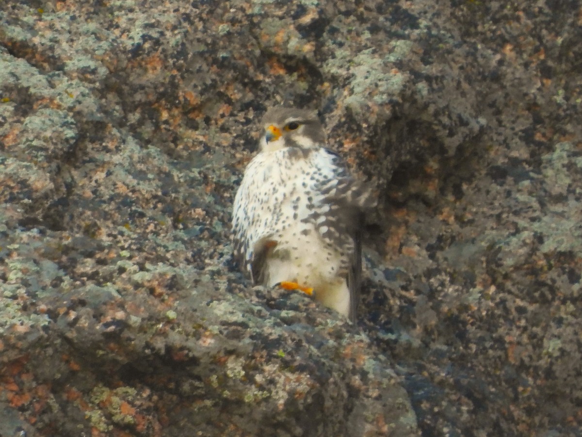 Prairie Falcon - ML619905204