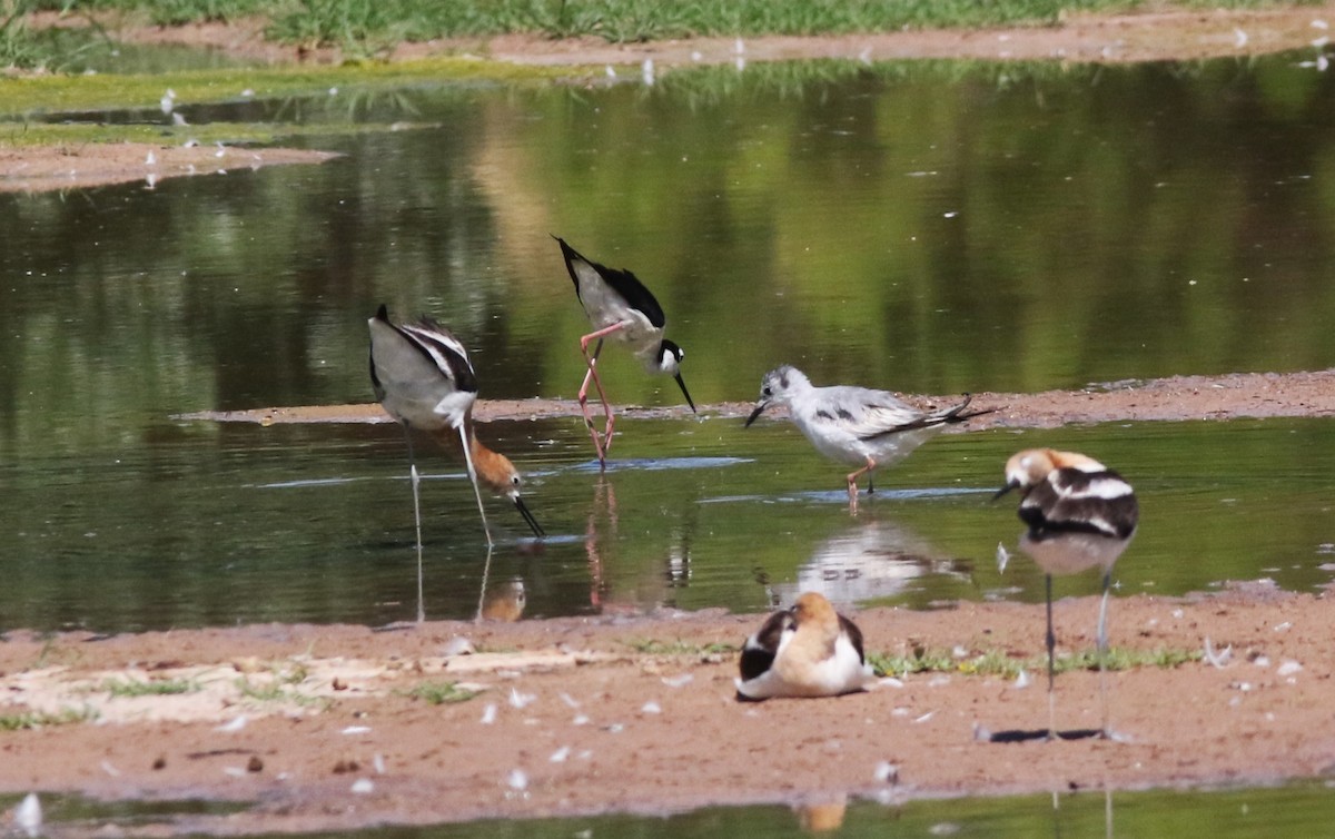 Avoceta Americana - ML619905213