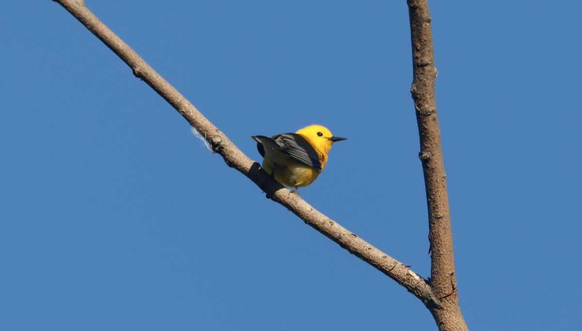 Prothonotary Warbler - ML619905215