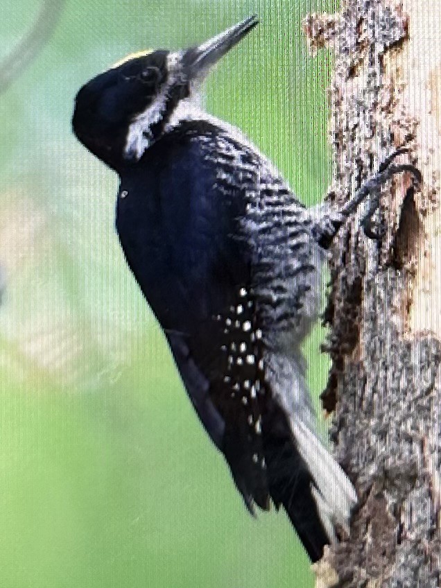 Black-backed Woodpecker - ML619905224