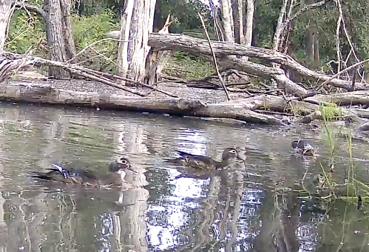 Wood Duck - ML619905226