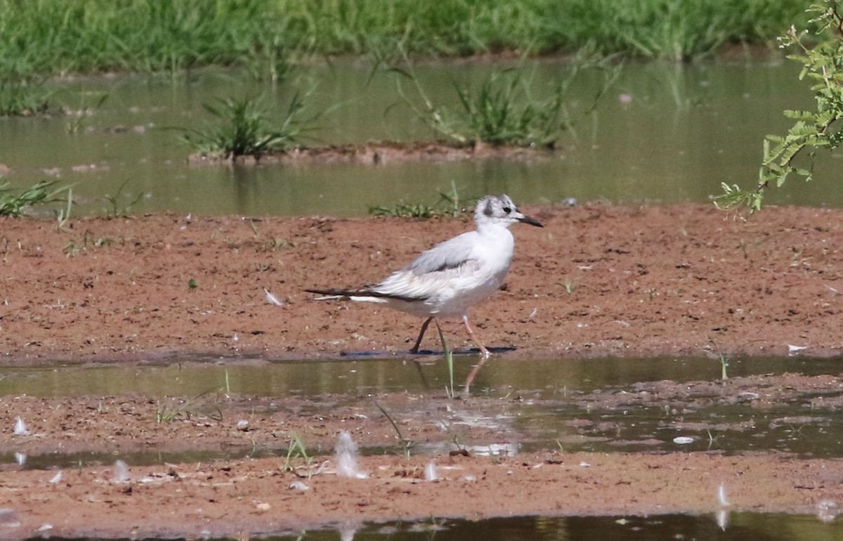 Bonaparte's Gull - ML619905229