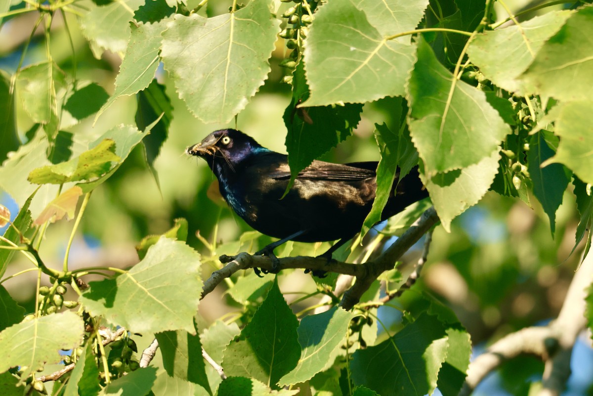 Common Grackle - ML619905230