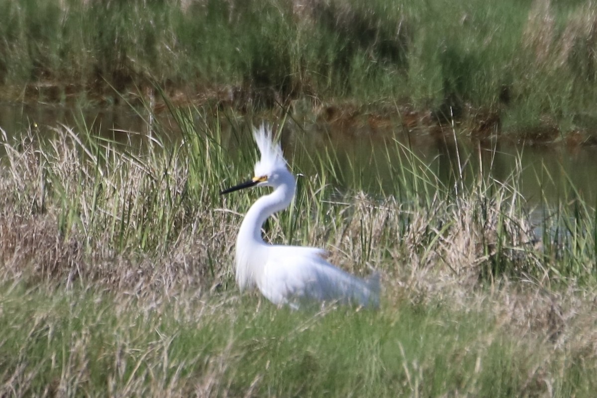 Snowy Egret - ML619905233