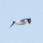 American White Pelican - ML619905242