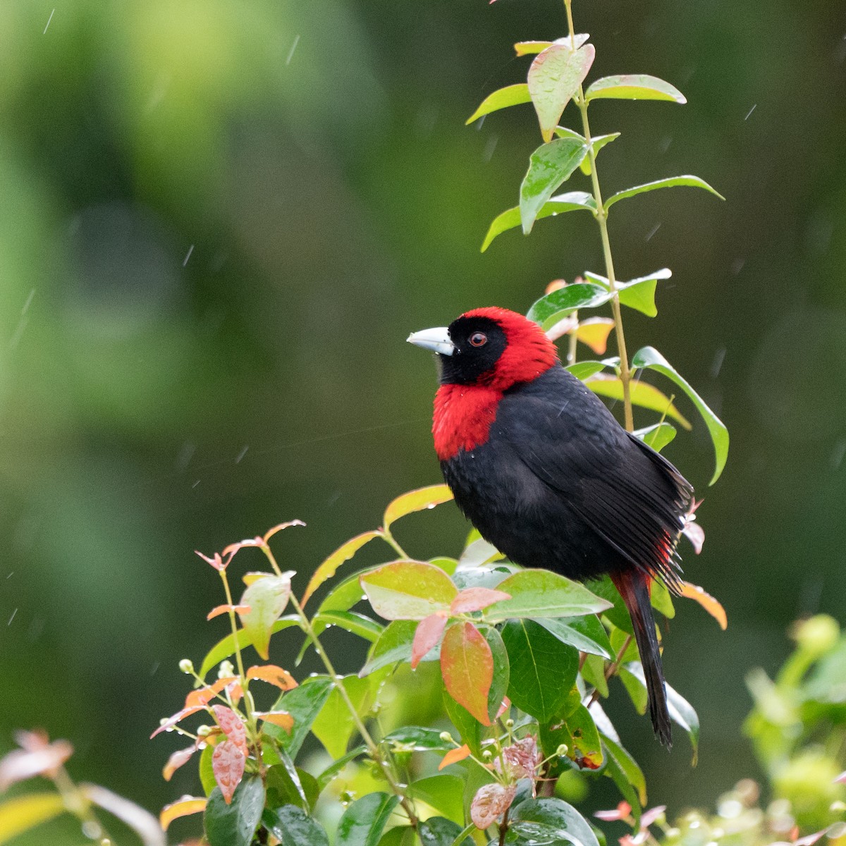 Crimson-collared Tanager - ML619905246
