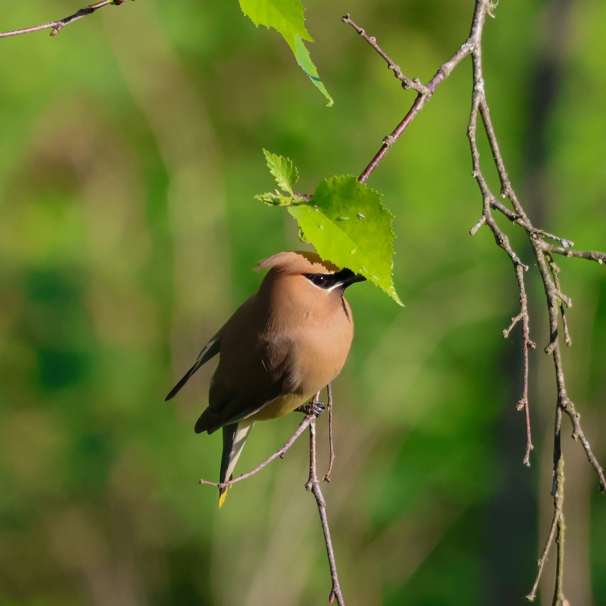 Cedar Waxwing - ML619905248