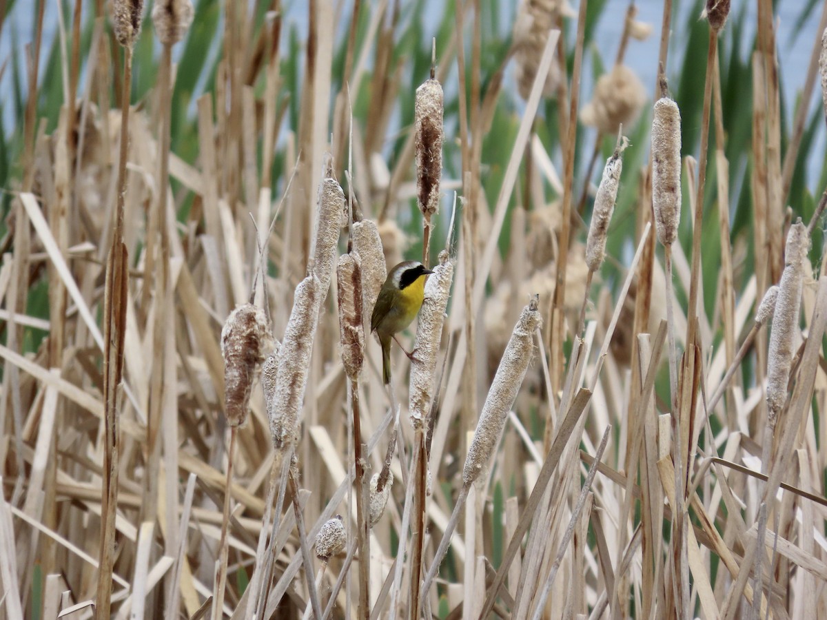 Common Yellowthroat - ML619905250