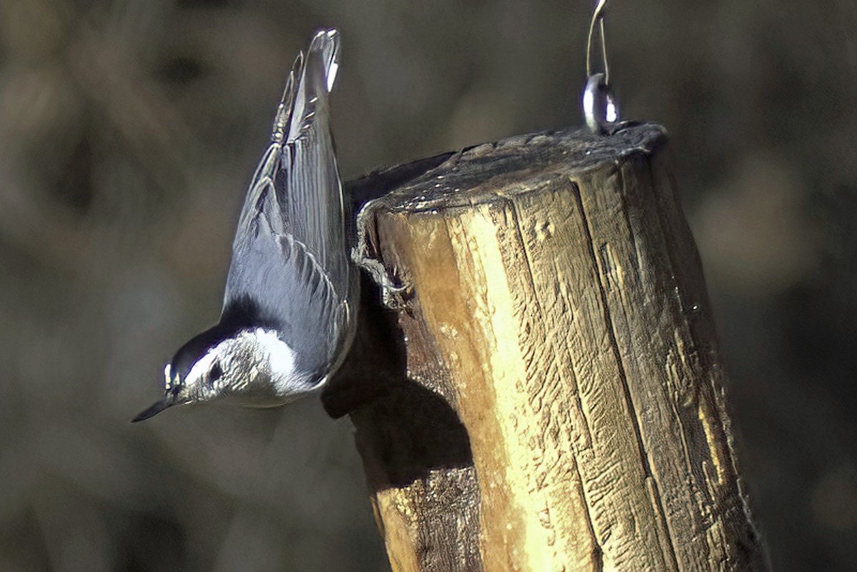 White-breasted Nuthatch - ML619905267