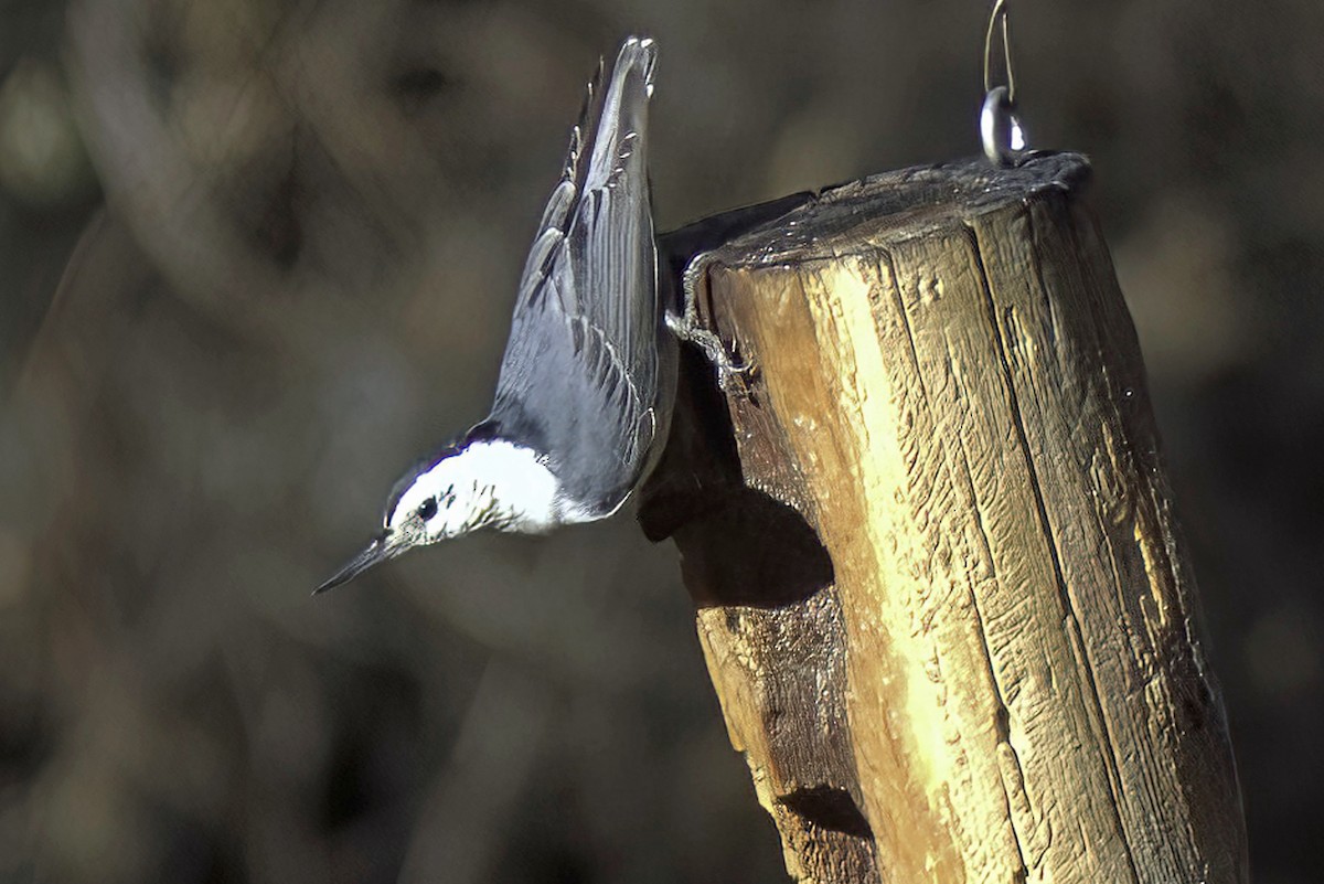 White-breasted Nuthatch - ML619905269