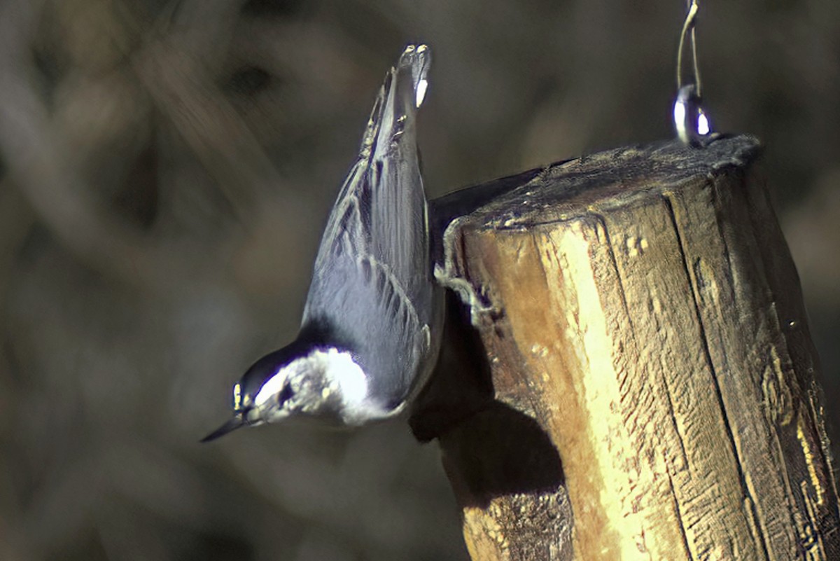 White-breasted Nuthatch - ML619905270