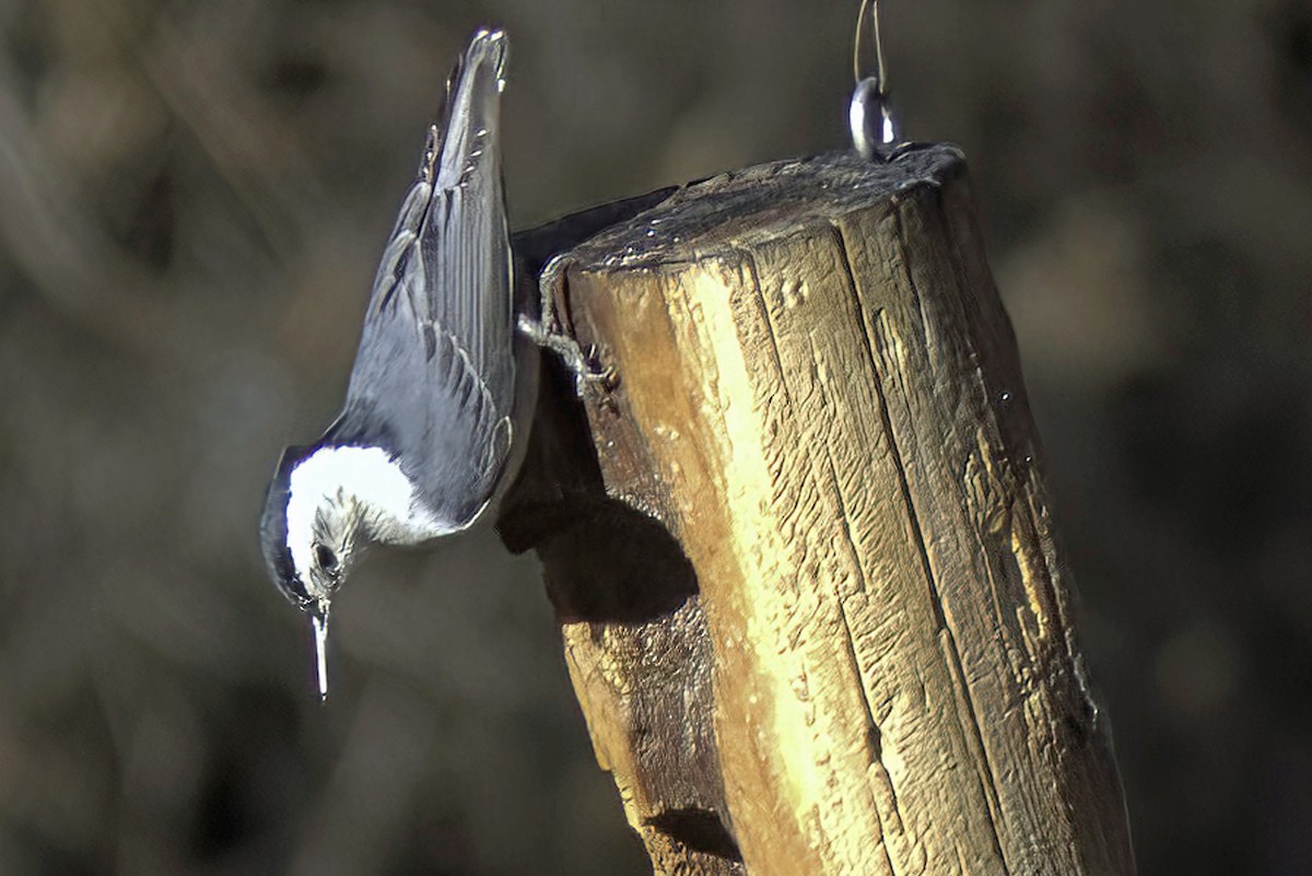 White-breasted Nuthatch - ML619905272