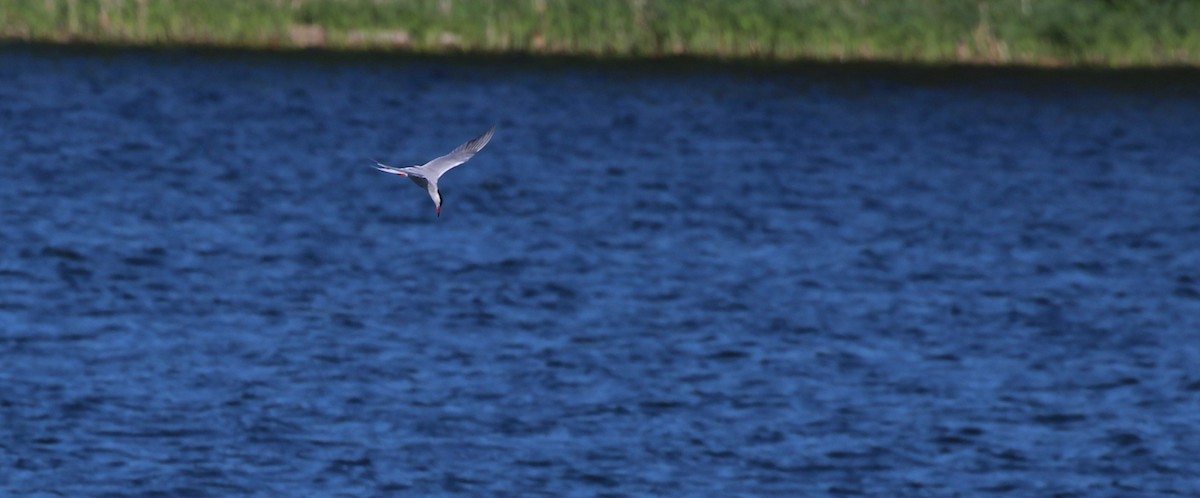 Common Tern - ML619905286