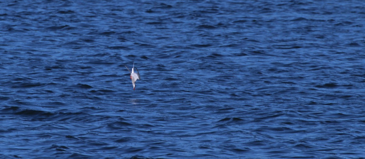 Common Tern - ML619905287
