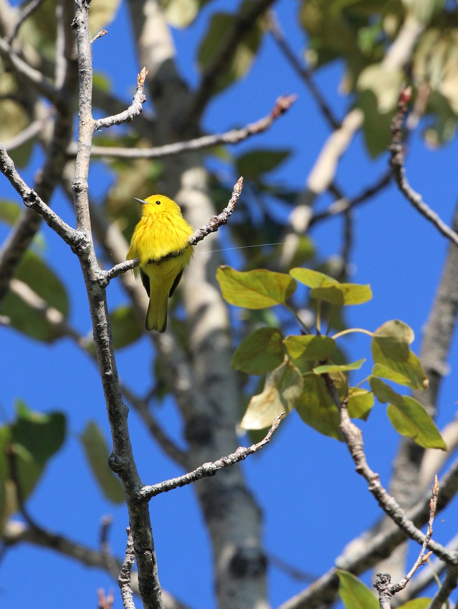 Yellow Warbler - ML619905314