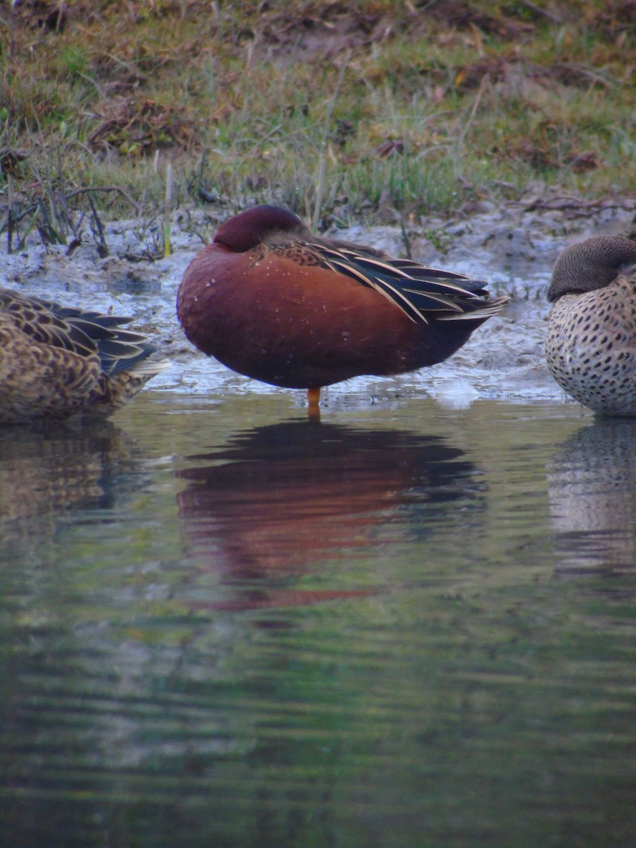 Cinnamon Teal - ML619905316