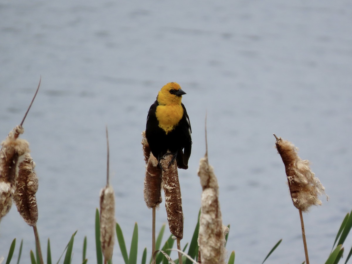 Yellow-headed Blackbird - ML619905333
