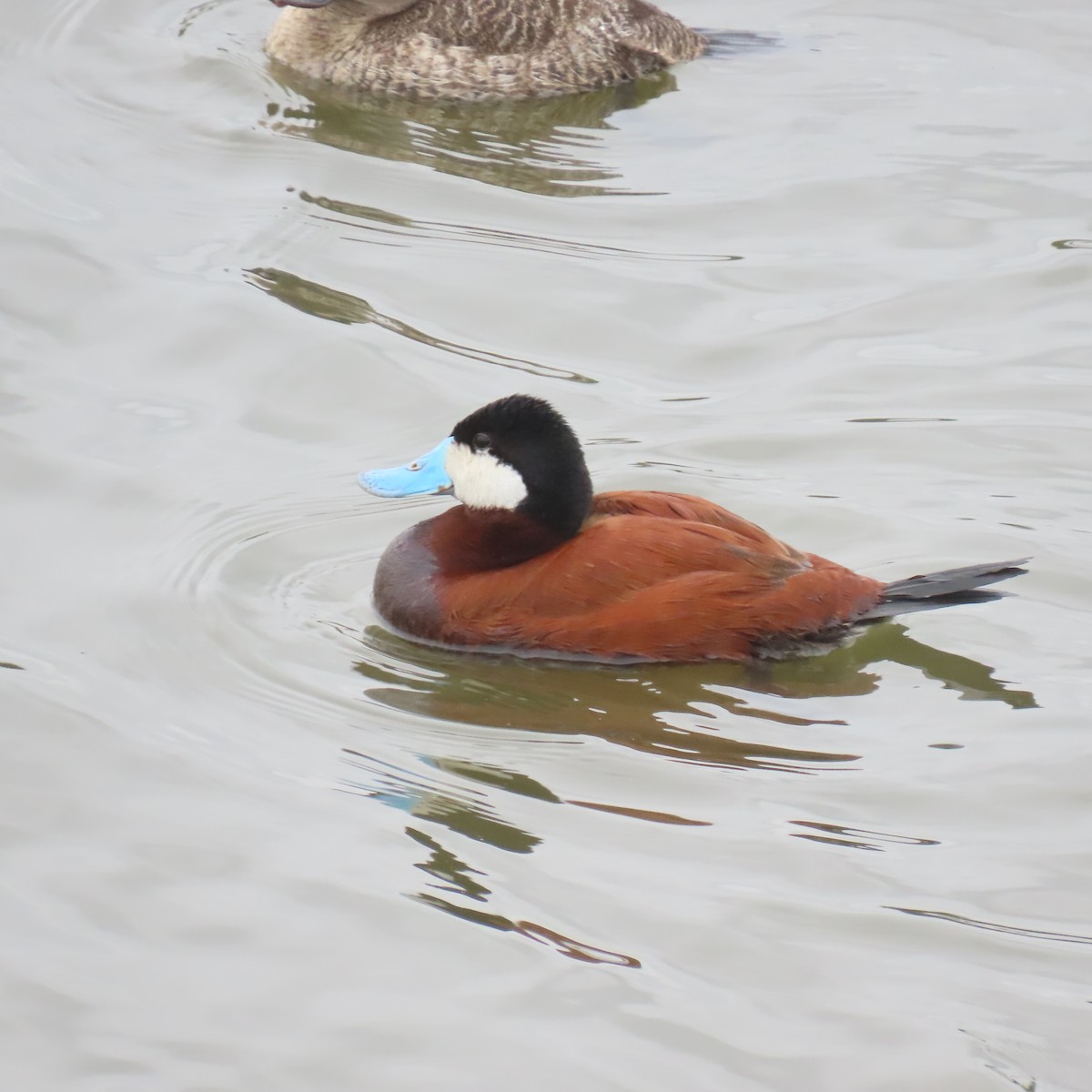 Ruddy Duck - ML619905339