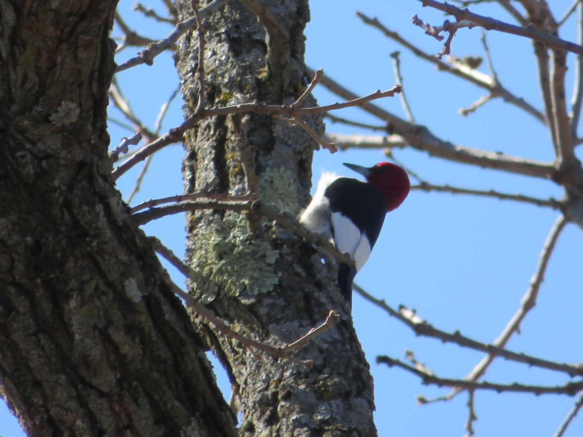 Red-headed Woodpecker - ML619905356