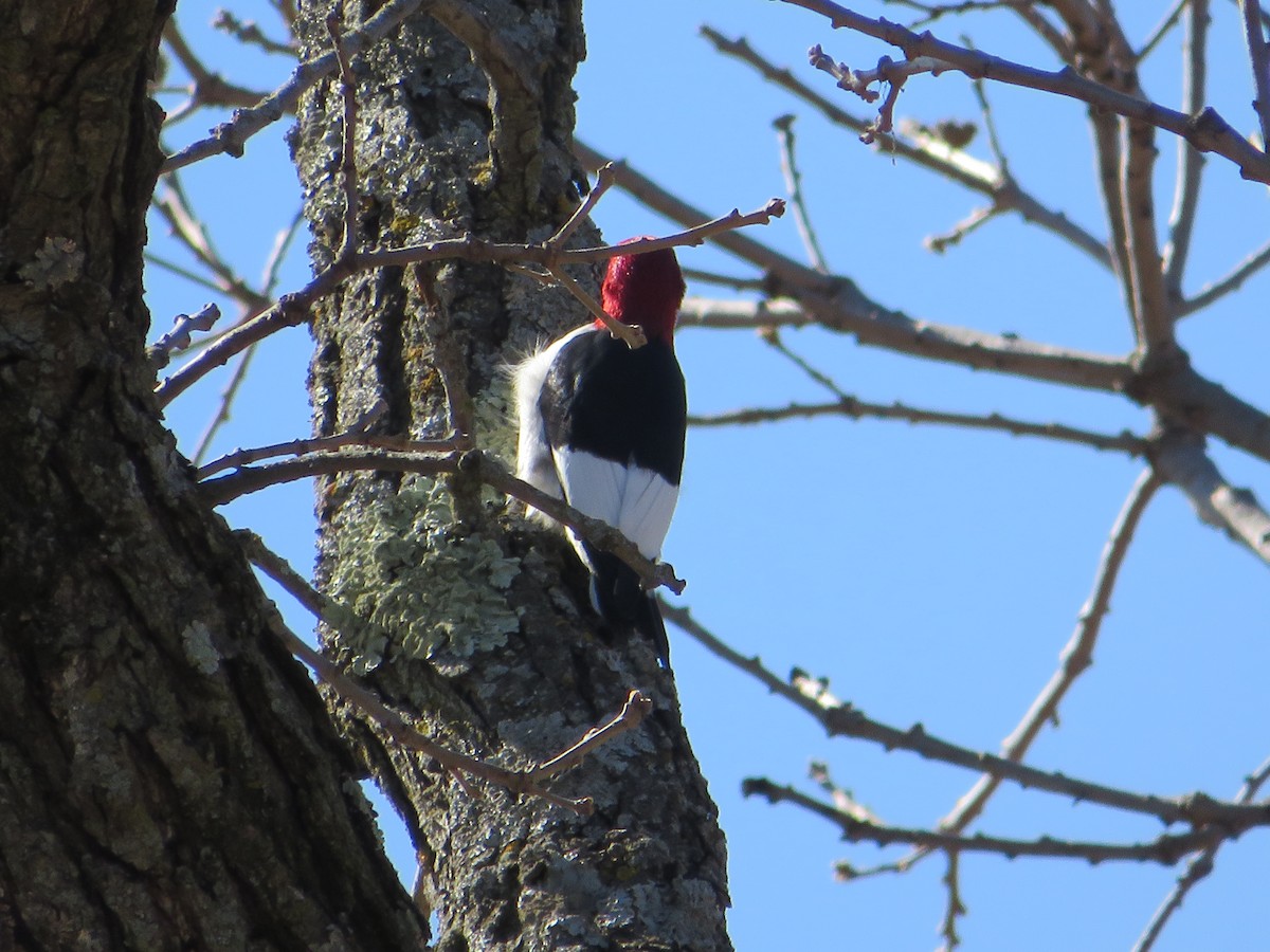 Red-headed Woodpecker - ML619905357