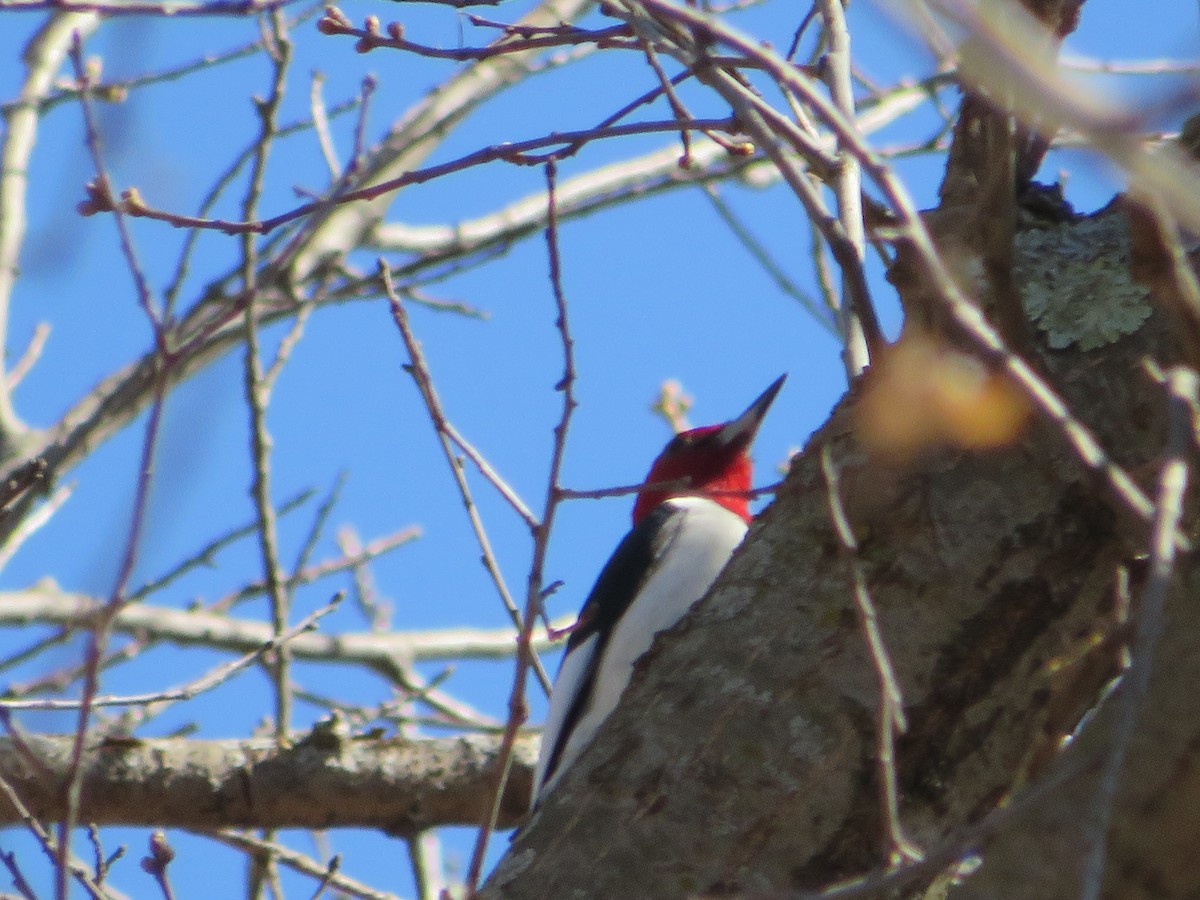 Red-headed Woodpecker - ML619905358