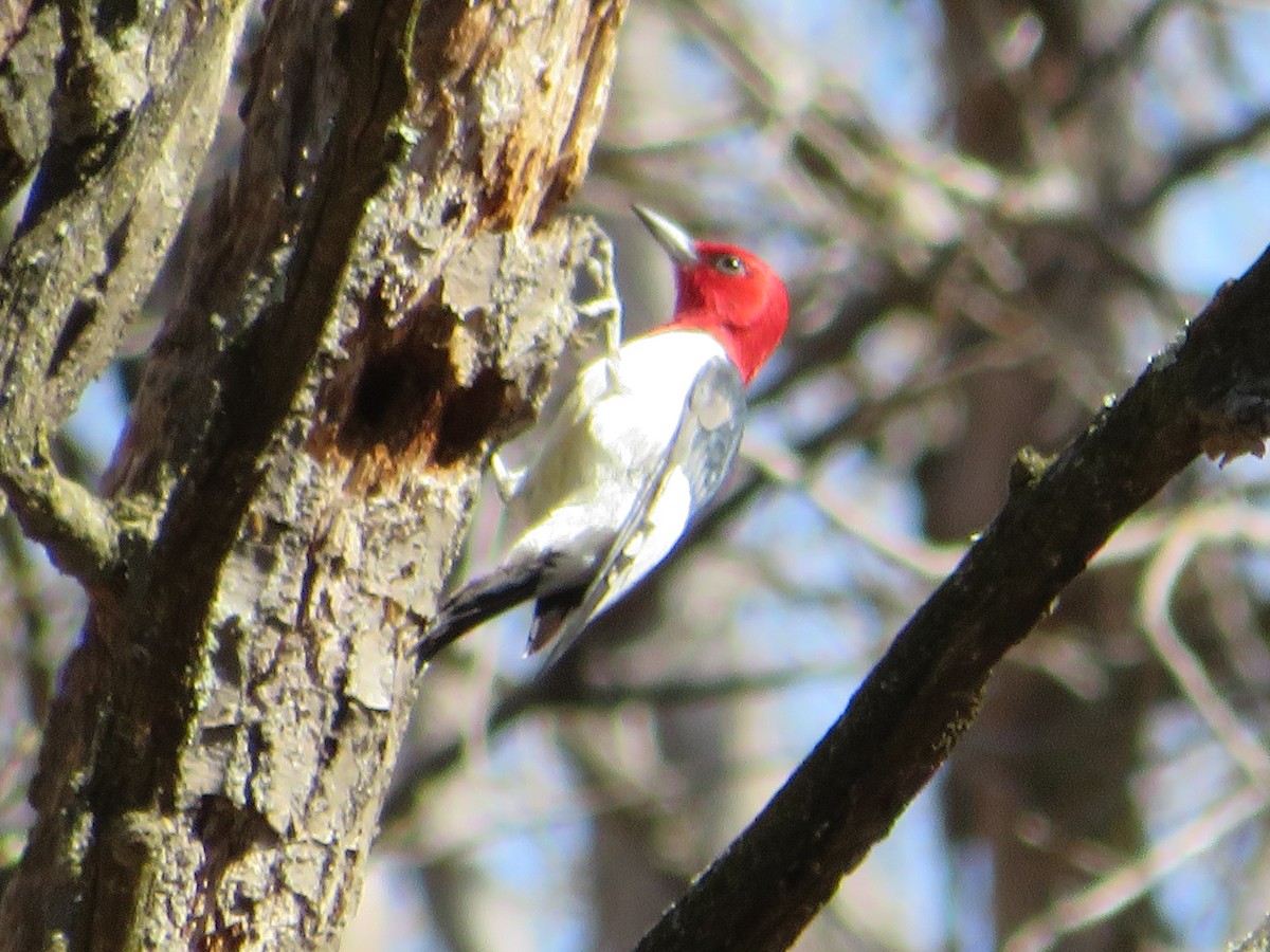 Red-headed Woodpecker - ML619905359