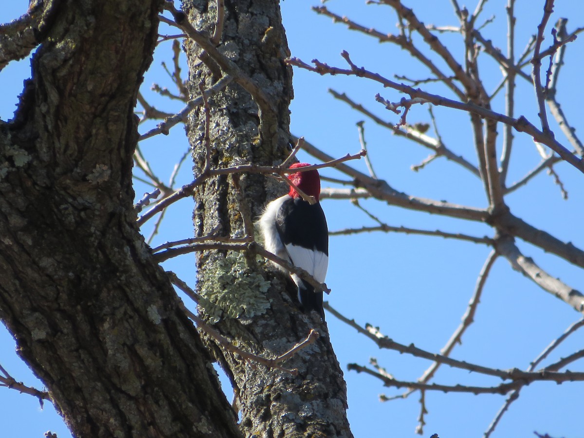 Red-headed Woodpecker - ML619905360