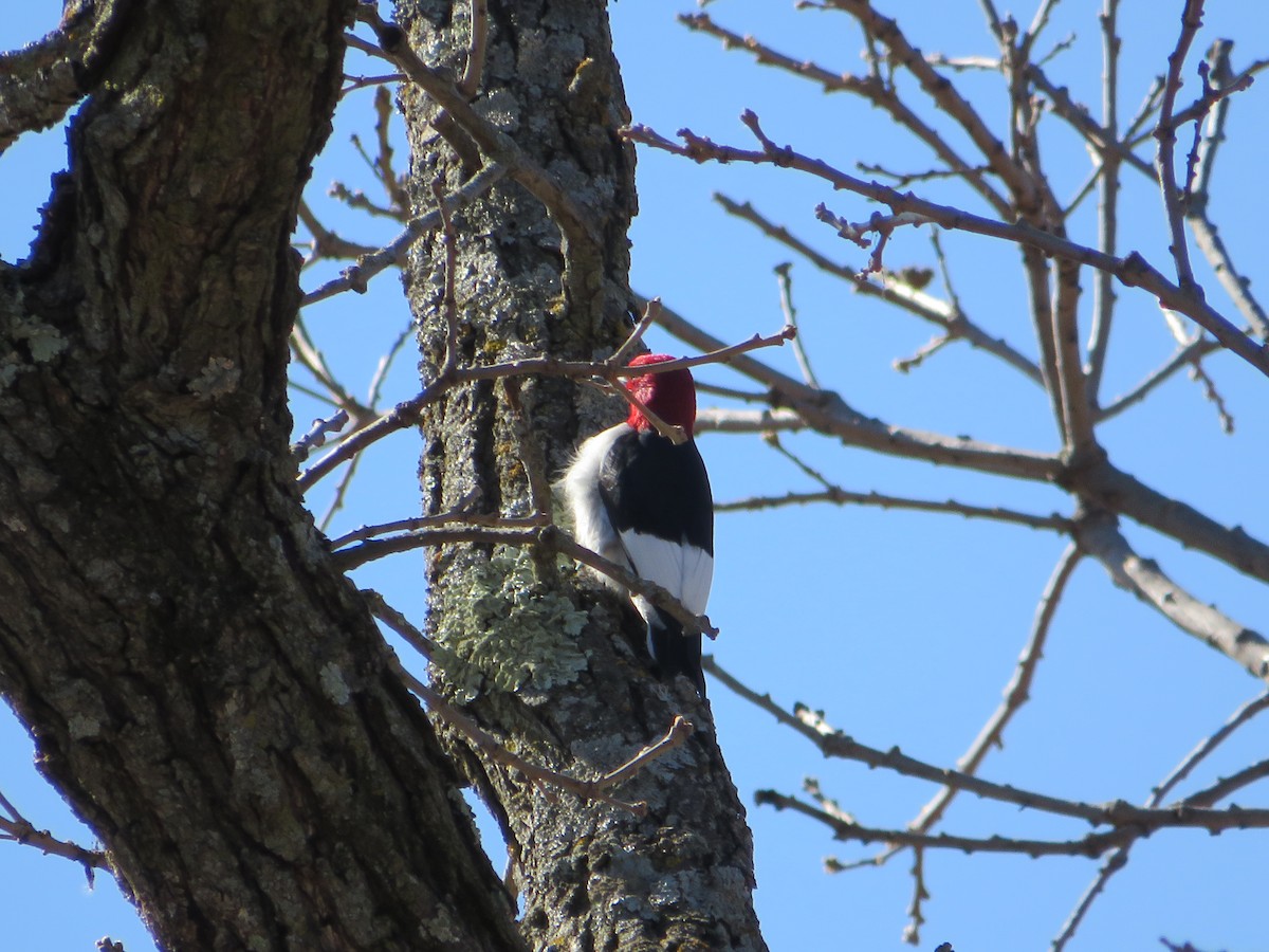 Pic à tête rouge - ML619905360