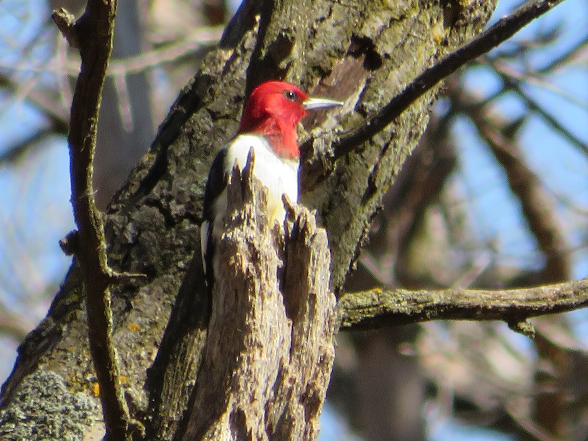Red-headed Woodpecker - ML619905361
