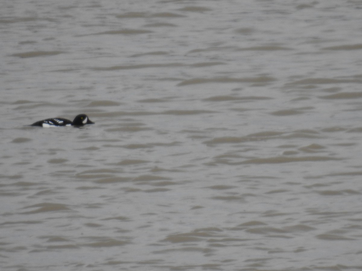 Barrow's Goldeneye - ML619905376