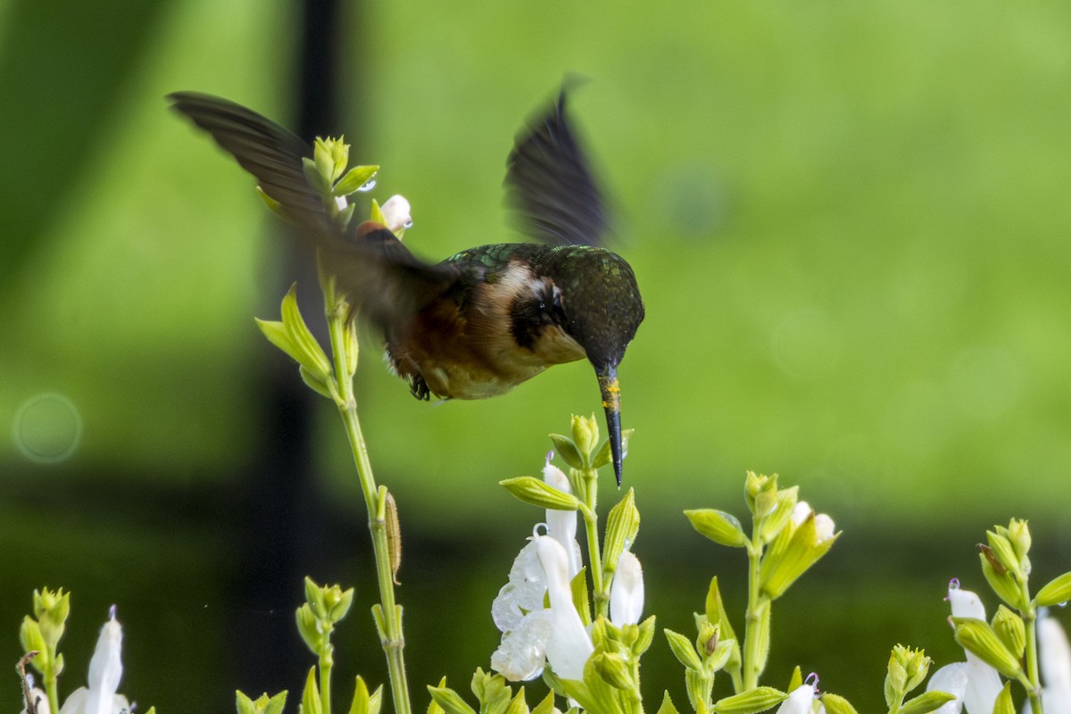 Colibrí de Mulsant - ML619905404