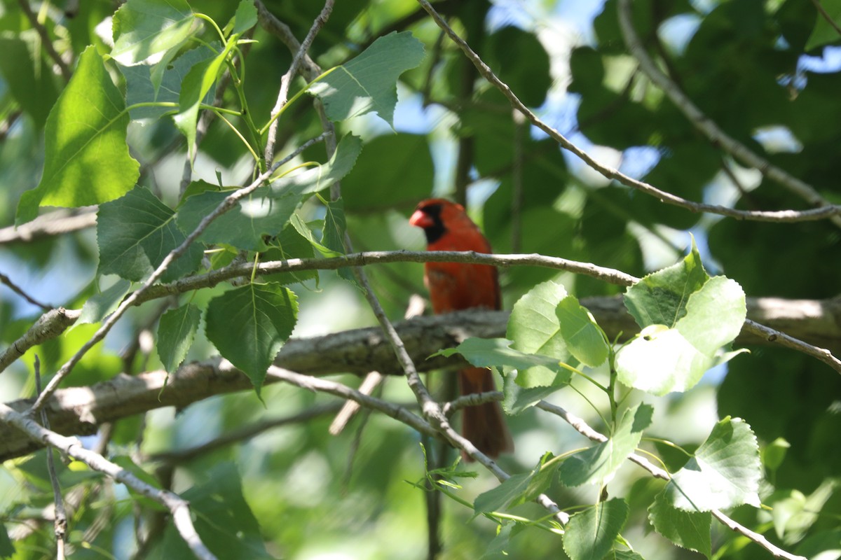 Northern Cardinal - ML619905428