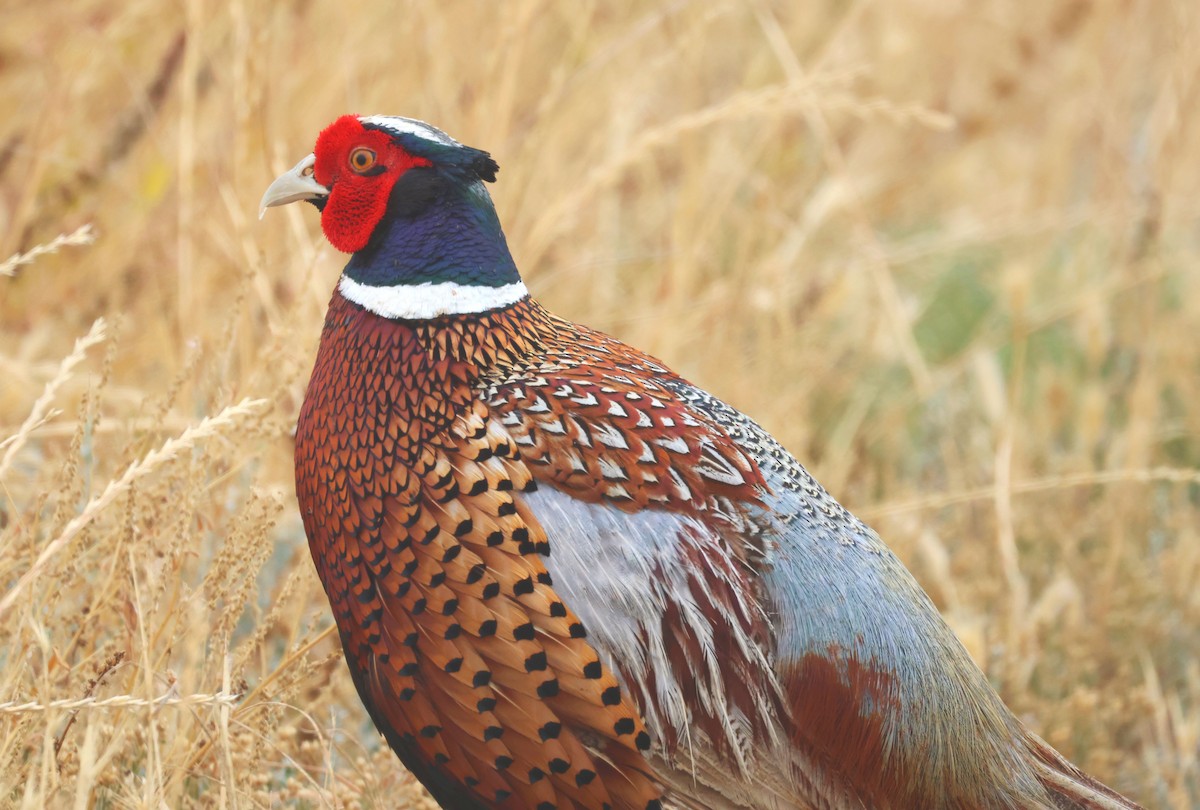 Ring-necked Pheasant - ML619905470