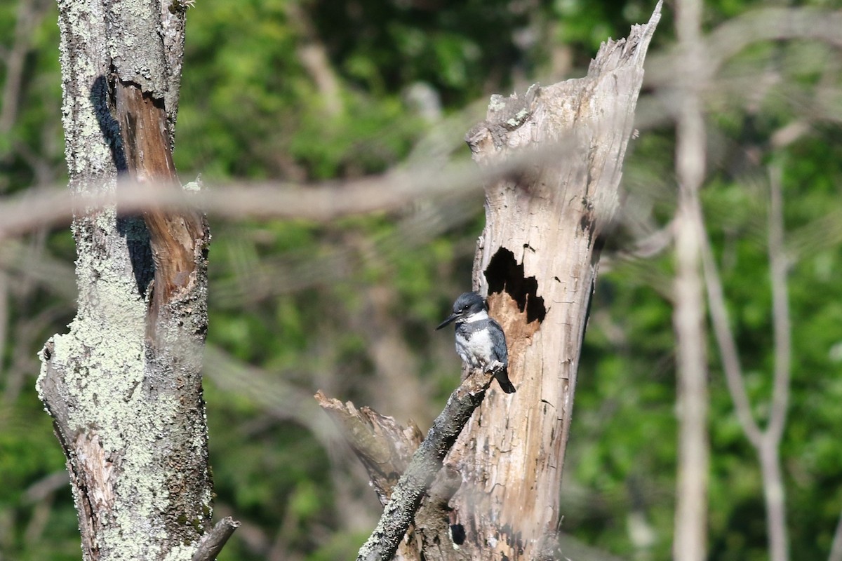 Belted Kingfisher - ML619905476