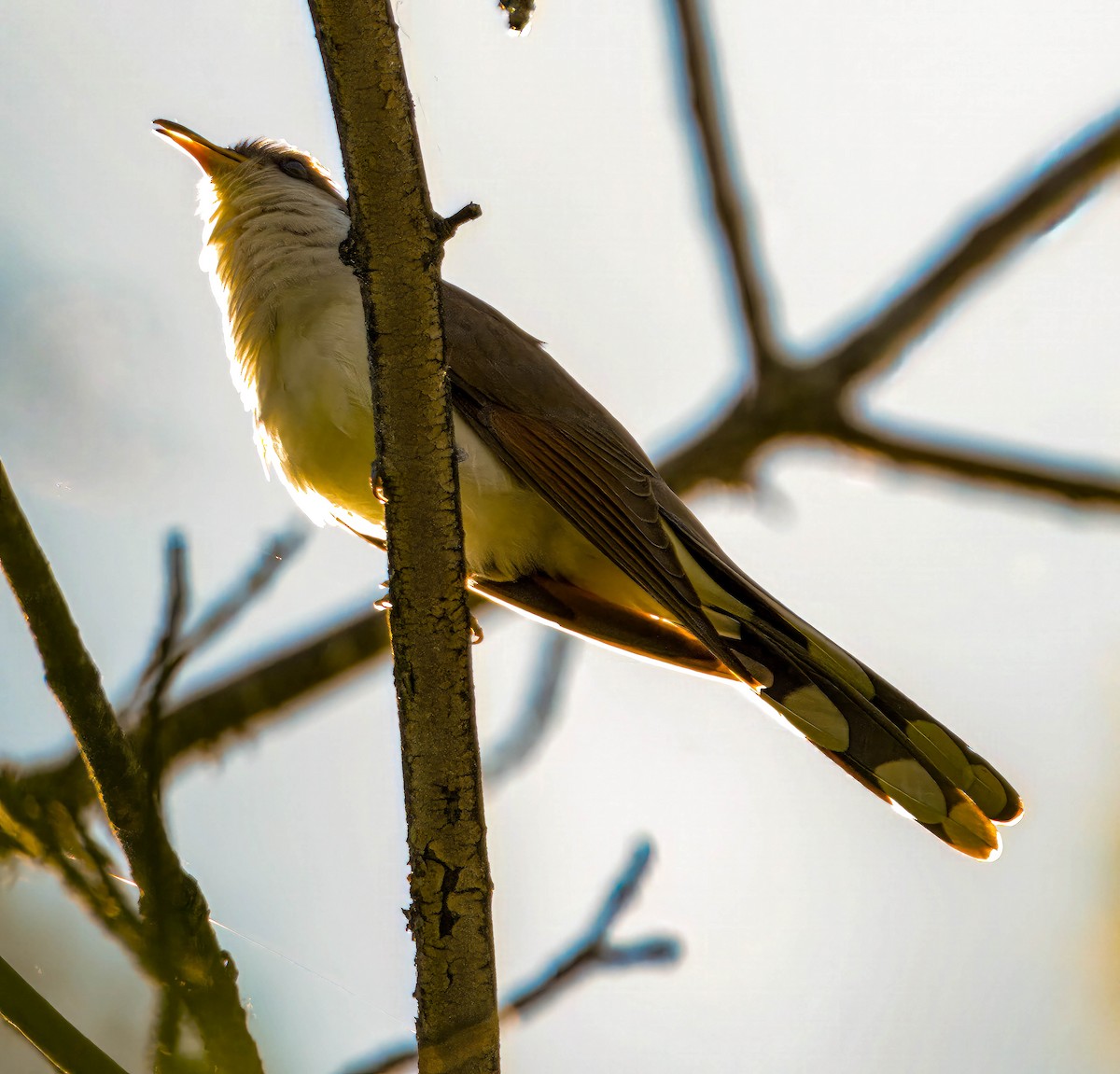 Yellow-billed Cuckoo - ML619905497