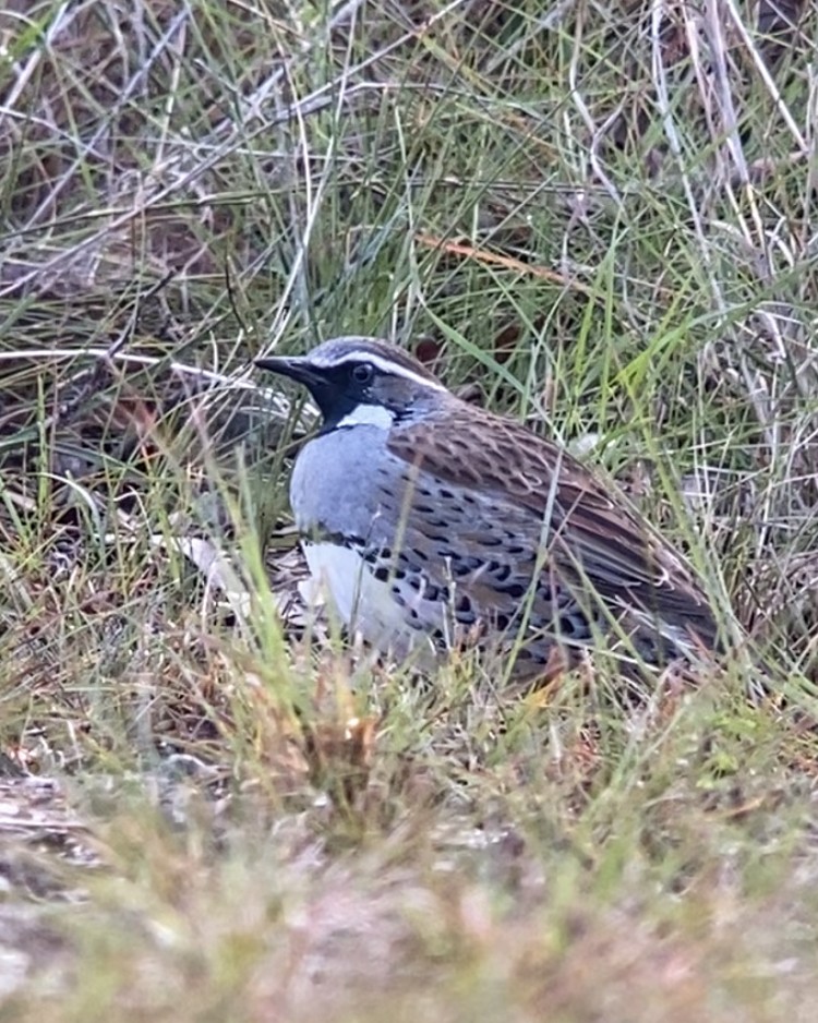 Spotted Quail-thrush - ML619905507