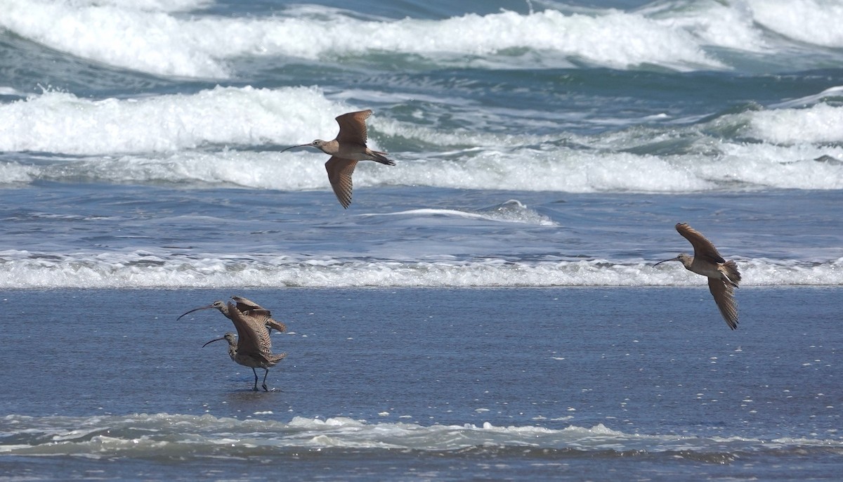 Whimbrel - ML619905511