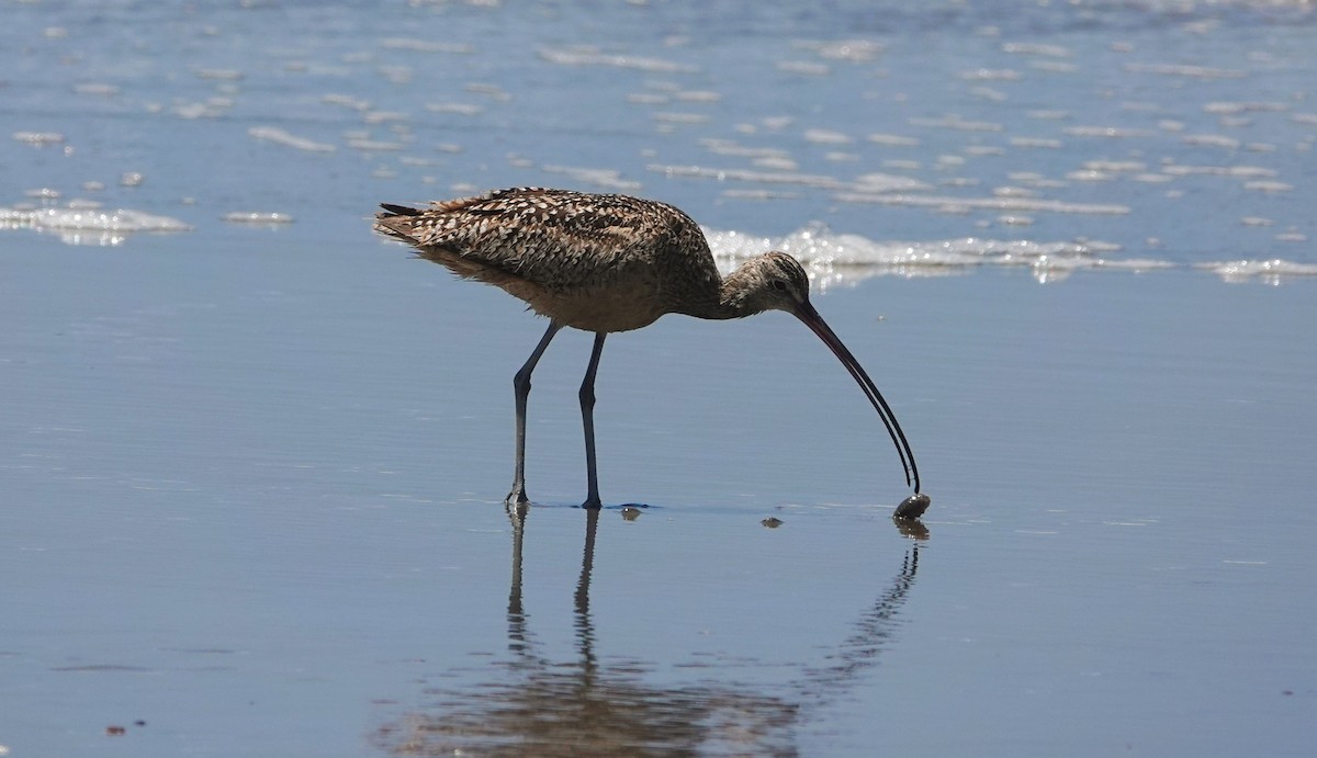 Long-billed Curlew - ML619905512