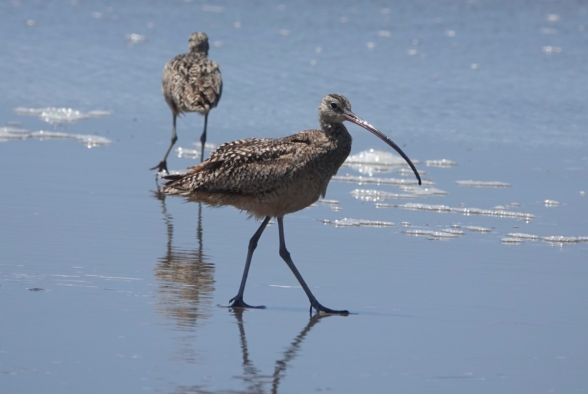 Long-billed Curlew - ML619905513