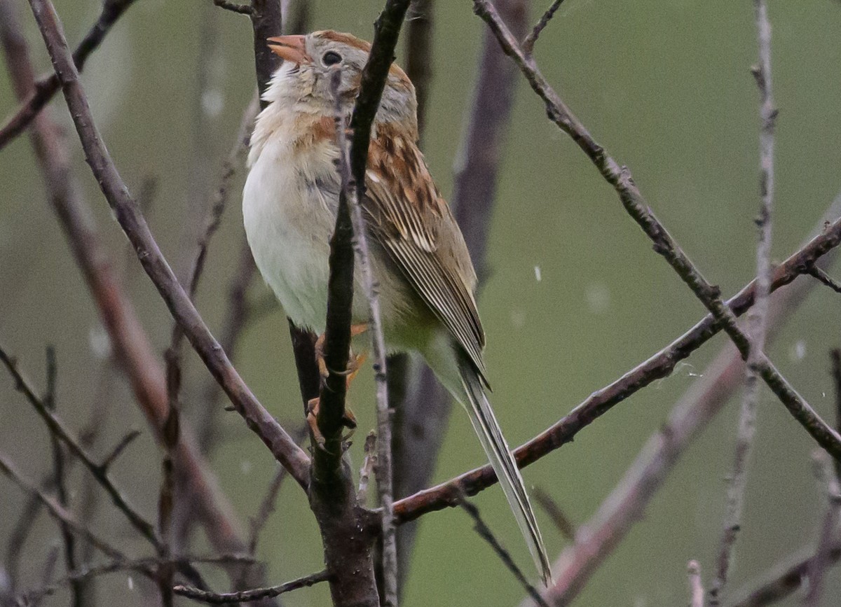 Field Sparrow - ML619905514