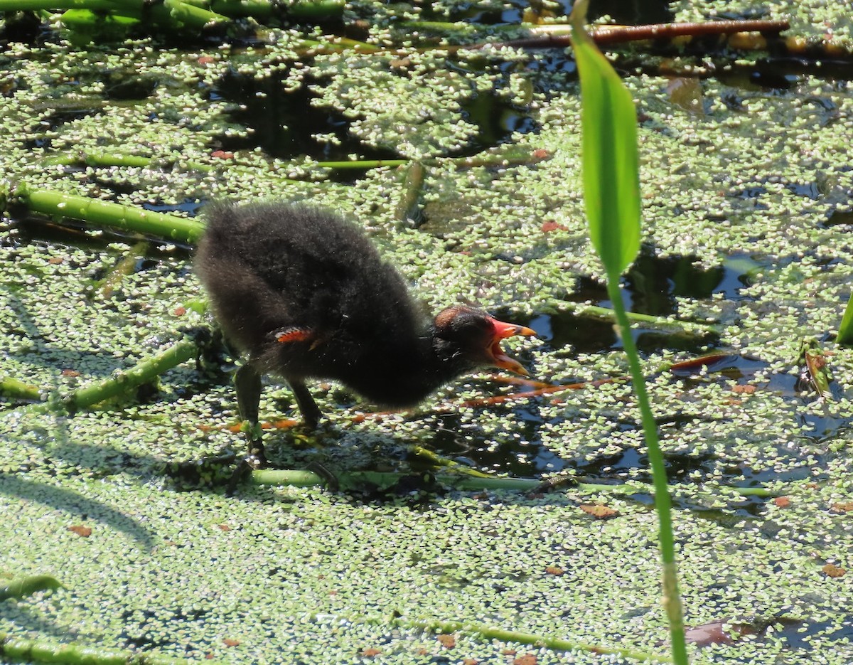 Gallinule d'Amérique - ML619905517