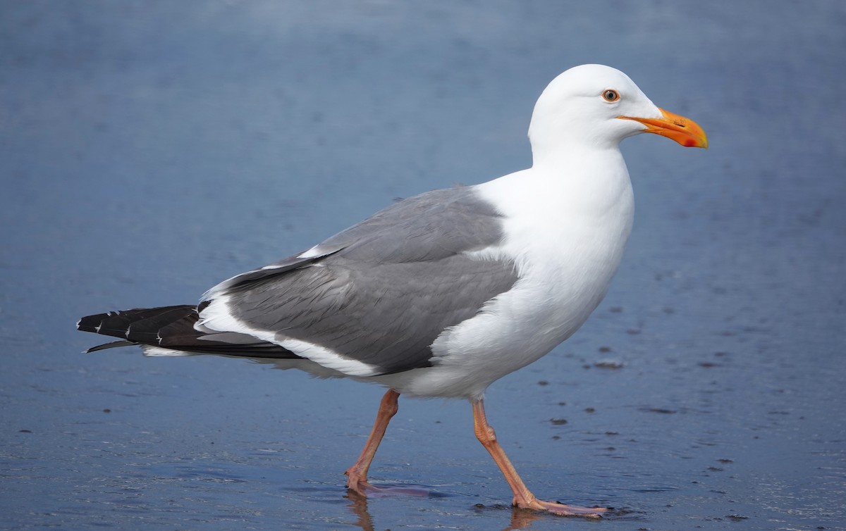 Western Gull - ML619905547