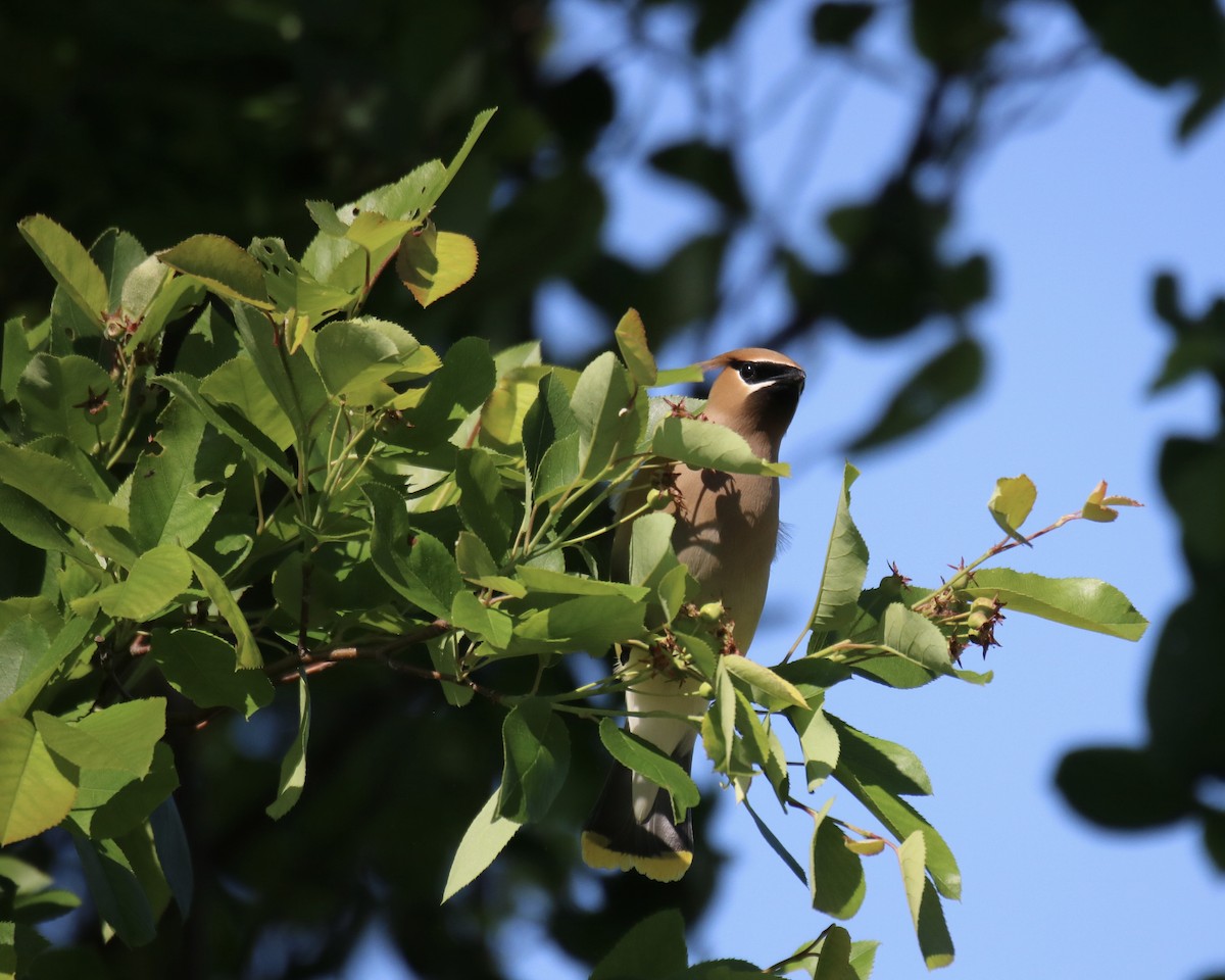 Cedar Waxwing - ML619905551