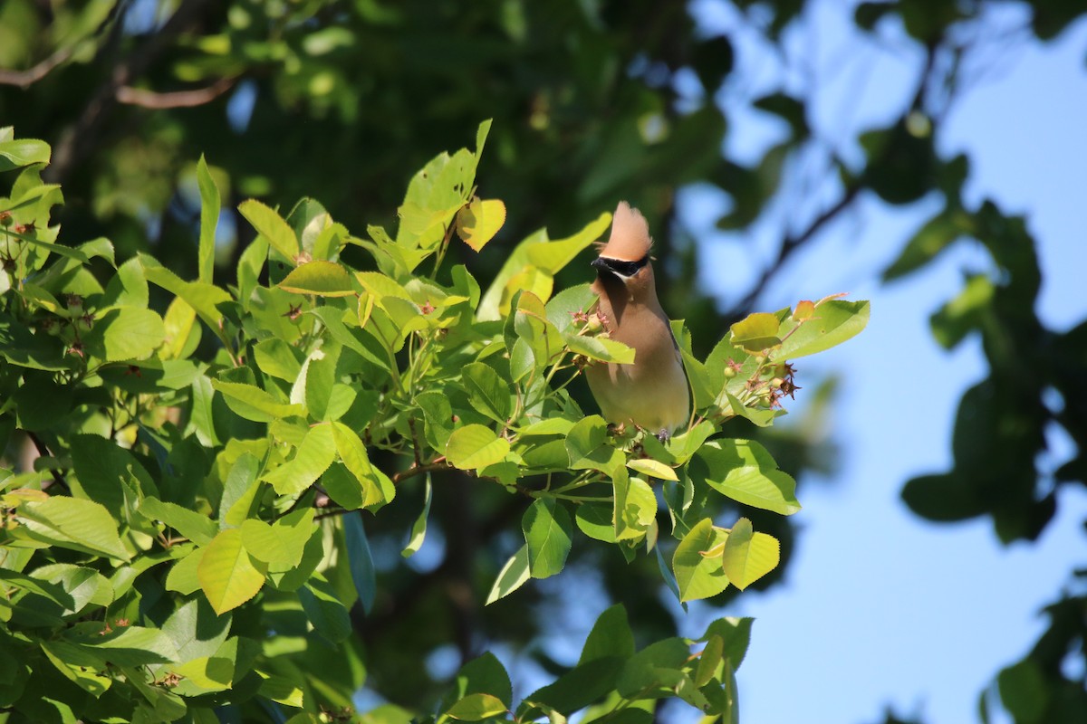 Cedar Waxwing - ML619905556