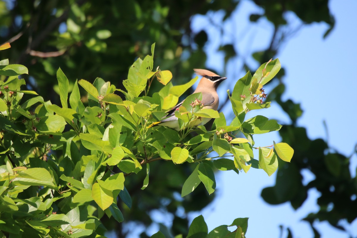 Cedar Waxwing - ML619905559