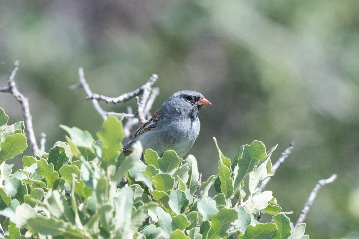 Black-chinned Sparrow - ML619905575