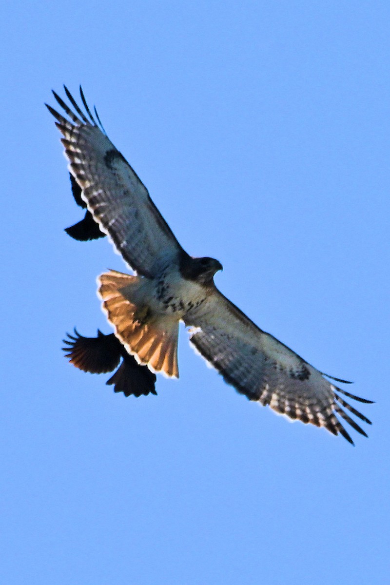 Red-tailed Hawk - ML619905580