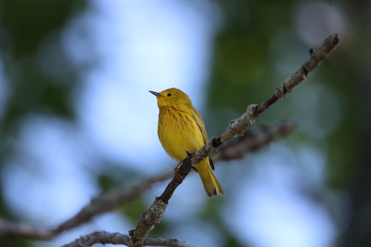 Yellow Warbler - ML619905610