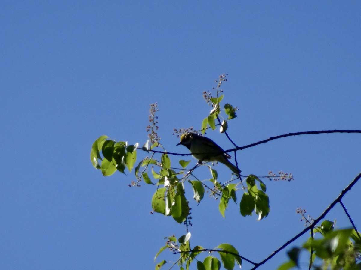 Goldflügel-Waldsänger - ML619905619